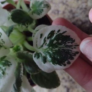 Variegated African Violet